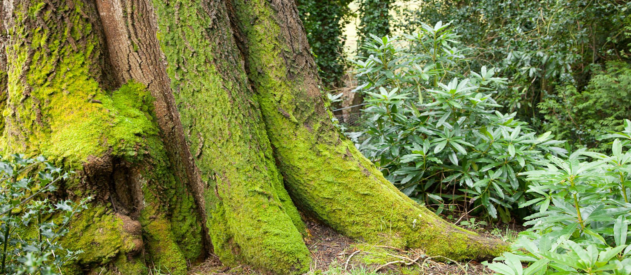 Ash tree in Scotney Castle gardens, Kent. Photo: John Miller.