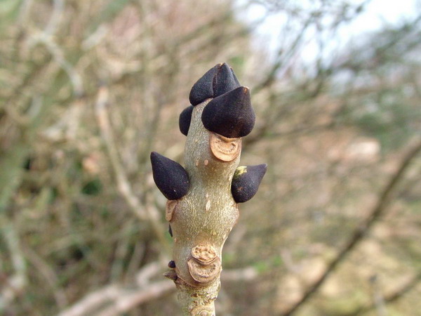 Ash buds in winter. Photo: Kent Downs
