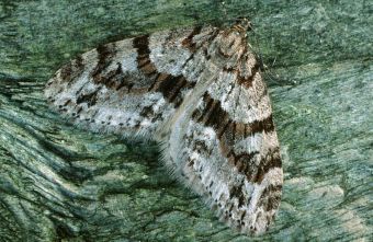 Bare toothed striped moth. Photo: UK Moths