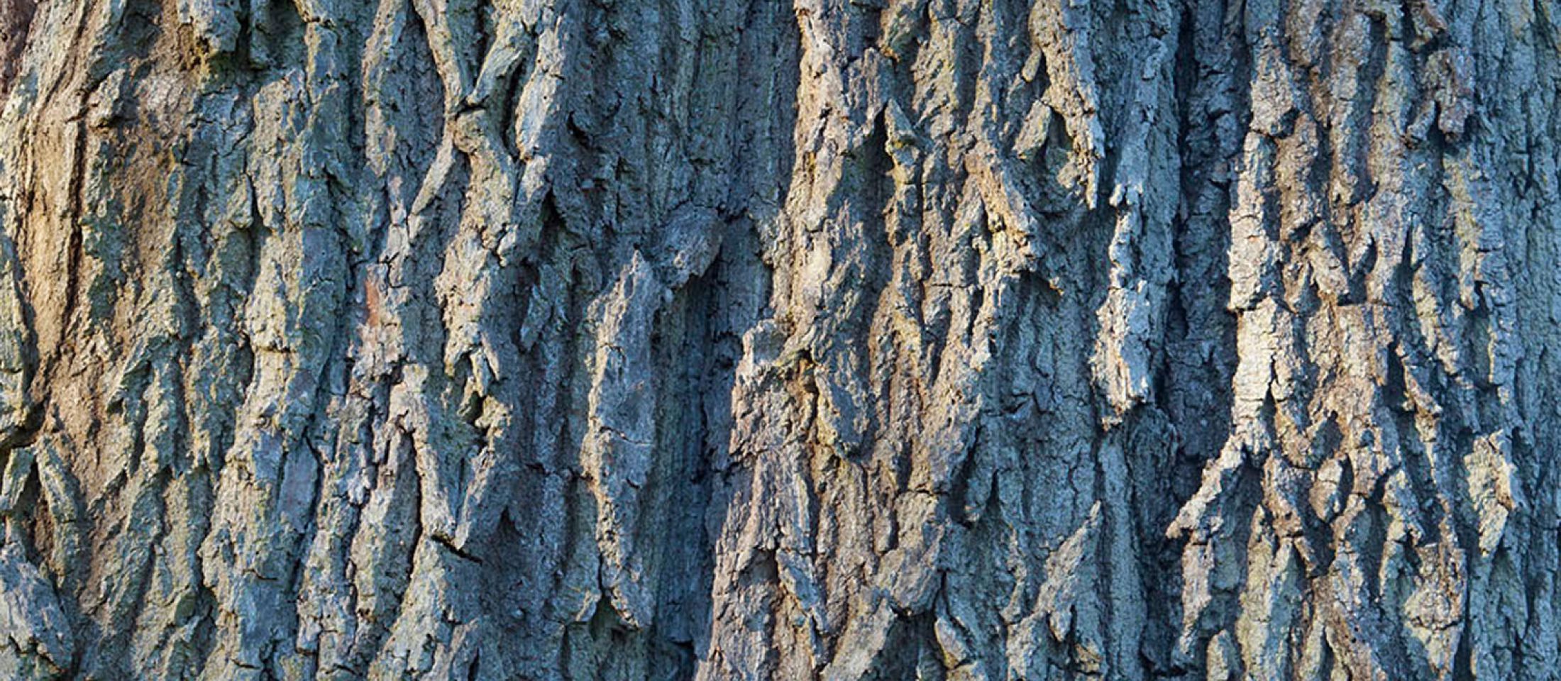 Bark from an ash tree near Ightham Mote and Knole in Kent. Photo: John Miller.