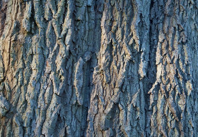 Bark from an ash tree near Ightham Mote and Knole in Kent. Photo: John Miller.