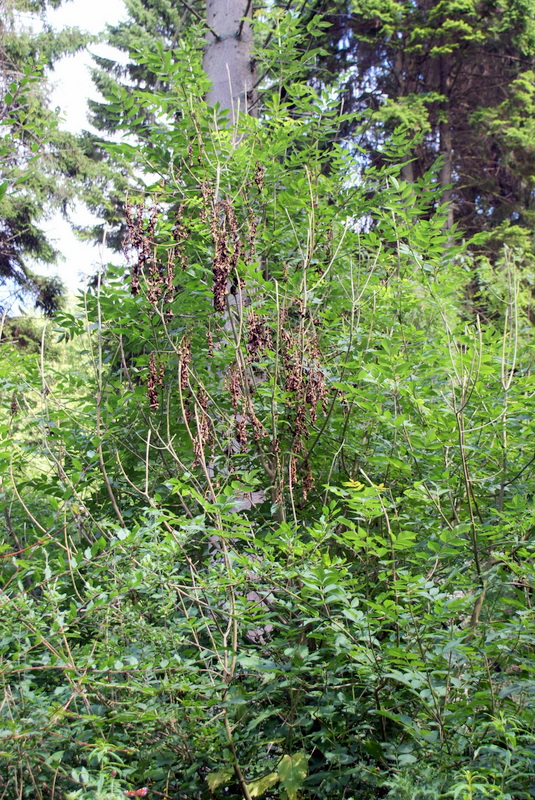 Ash Dieback in the Kent Downs. Photo: Kent Downs