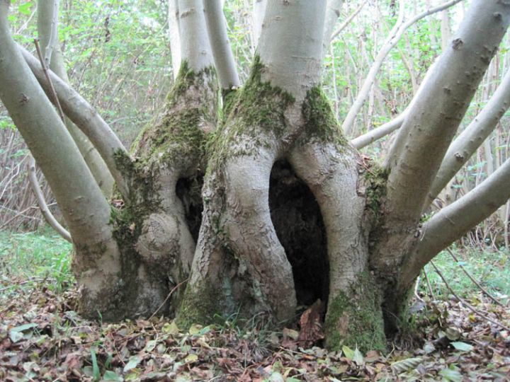 Ancient woodland Ash tree. Photo: Kent Woodland Employment Scheme