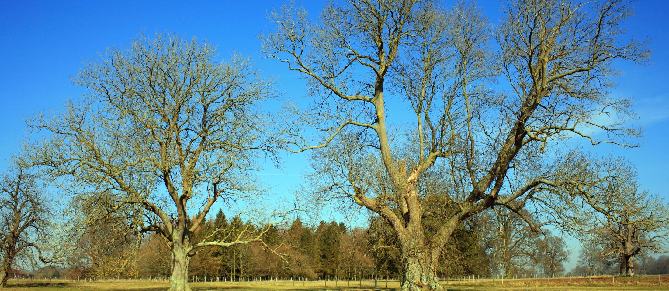 Tree in field. Photo: Kent Downs