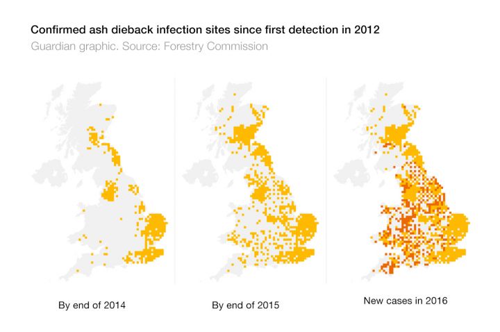 Confirmed ash dieback infection sites since first detection in 2012. Guardian graphic. Source: Forestry Commission.