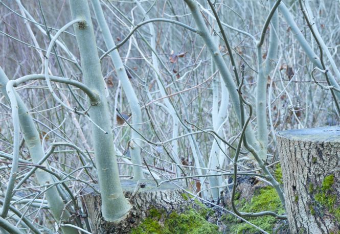The effects of ash dieback, near Ightham Mote and Knole, Kent. Photo: John Miller.