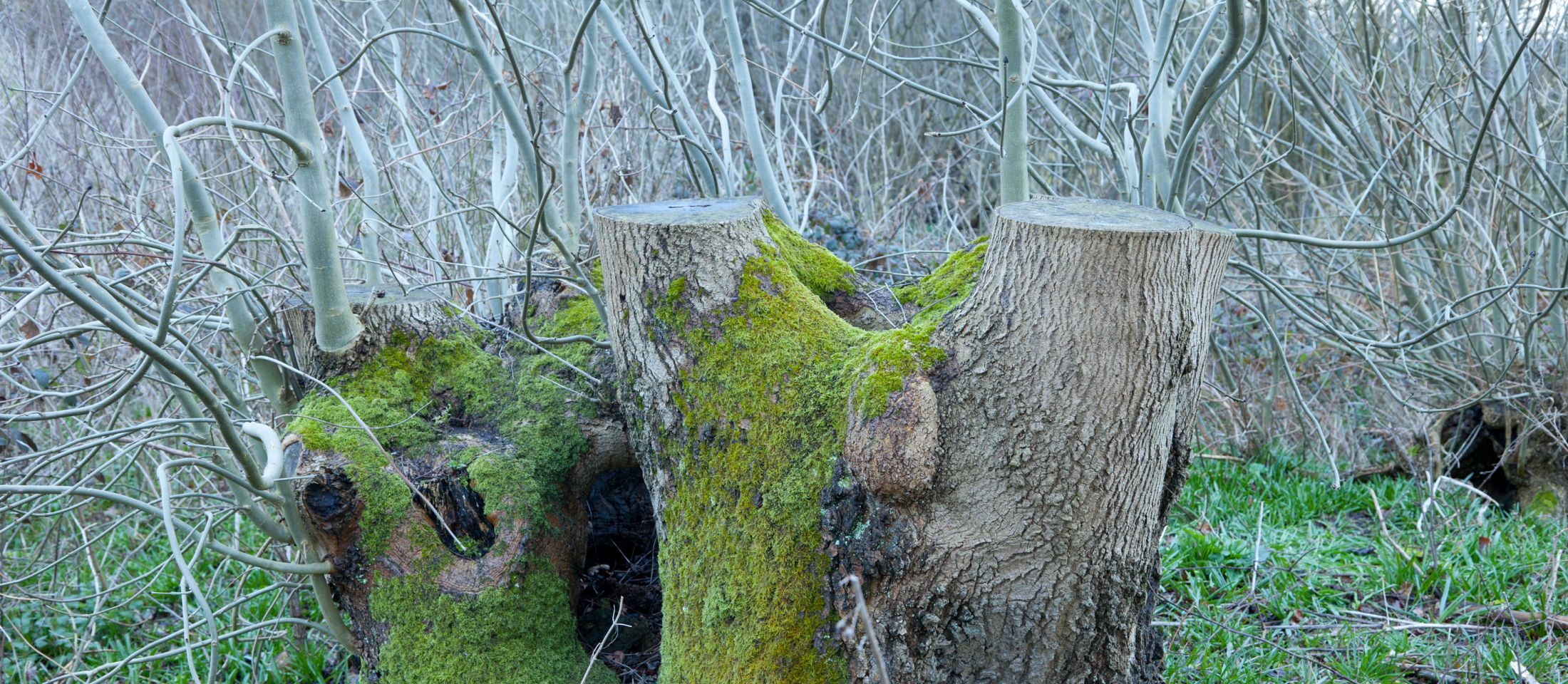 A coppiced ash stool, near Ightham Mote and Knole, Kent. Photo: John Miller.