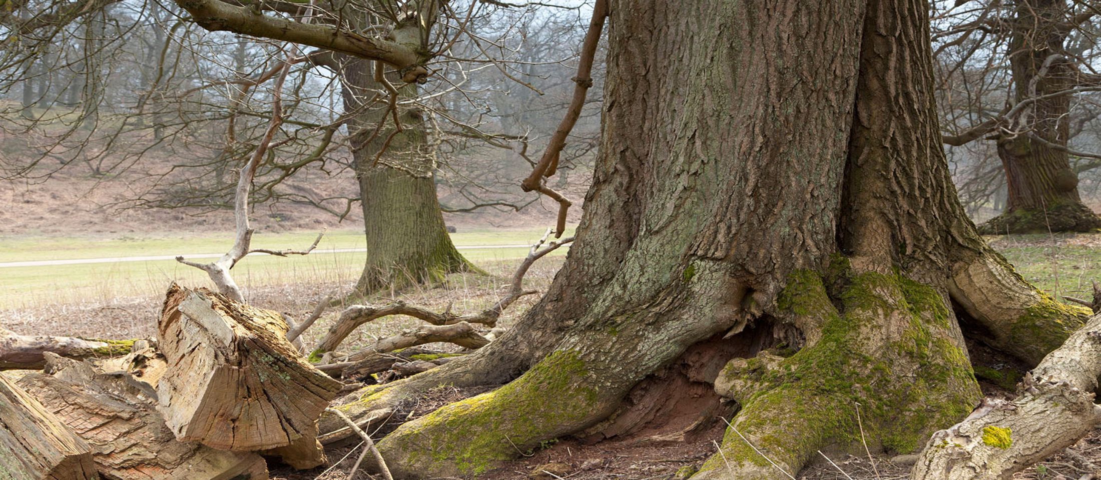 Ash tree near Ightham Mote and Knole, Kent. Photo: John Miller.