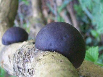 King Alfreds Cakes (Daldinia concentrica) aka Cramp ball fungus are specific to ash, and a number of beetles that live only on this fungus are dependent solely on ash for survival. Photo: Kent Downs
