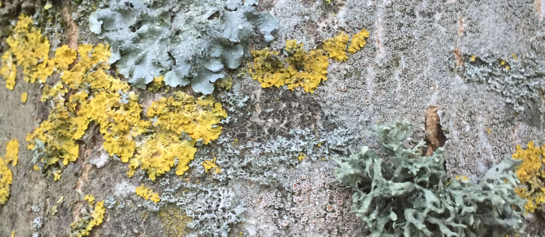 A community of lichen on ash. Photo: Tony Harwood