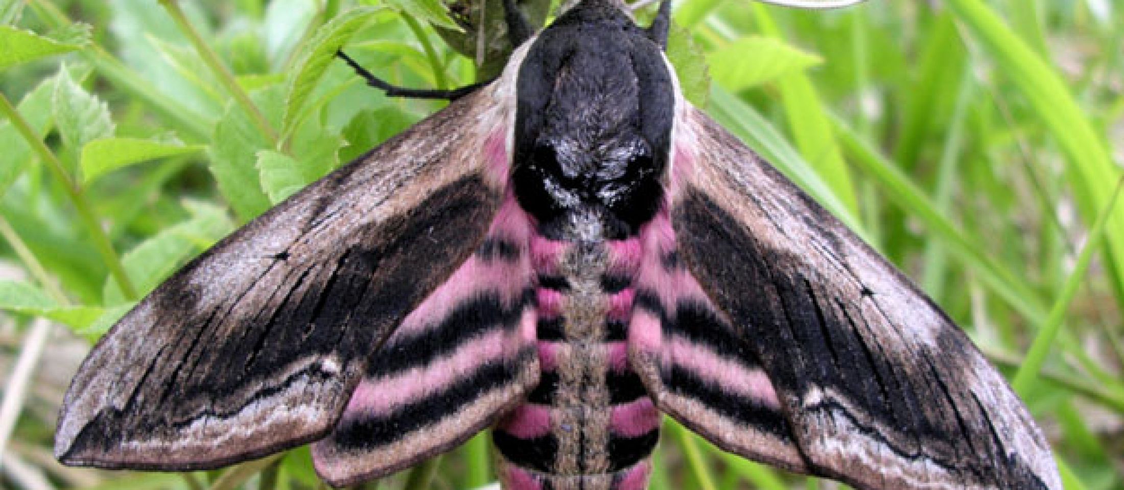 Hawk Moth. Photo: Tony Harwood