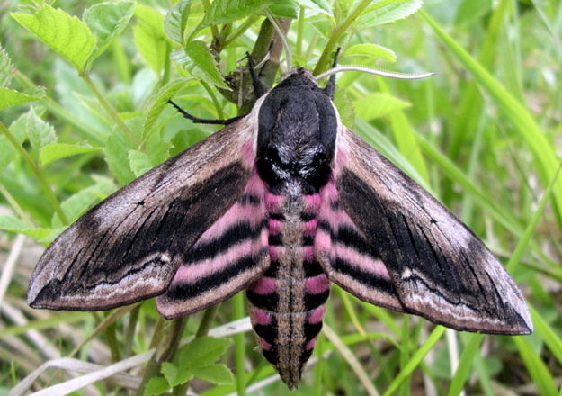 Hawk Moth. Photo: Tony Harwood