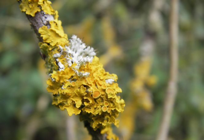 Xanthoria and physica. Photo: Medway Valley