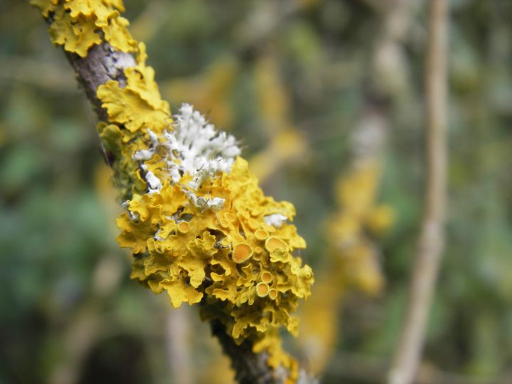 Xanthoria and physica. Photo: Medway Valley