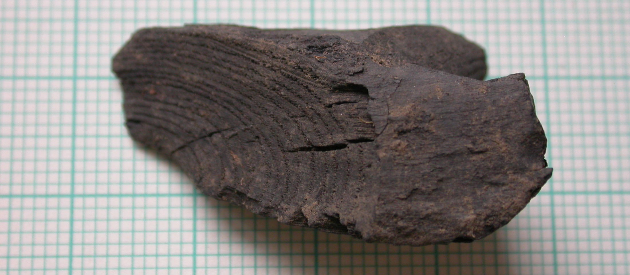 Fraxinus worked fragment - Historic England